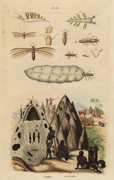 Termite raccoglitrice e monticelli, specie Microhodotermes, e nudibranco, Tergipes tergipes da Unbekannt