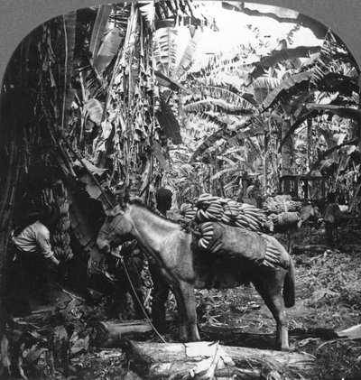 Raccolta di banane, Costa Rica, 1909 da Unbekannt