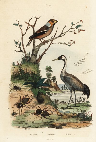 Frosone, Coccothraustes coccothraustes 2, gru comune, Grus grus 3, e grilli, Gryllus campestris 1 da Unbekannt