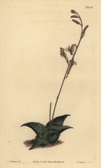 Haworthia venosa (Aloe ricurva, Aloe recurva) da Unbekannt