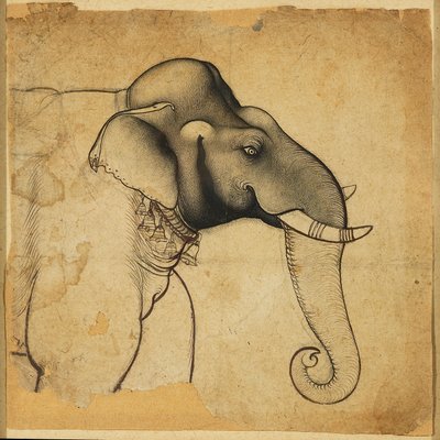 Testa di un elefante da Unbekannt