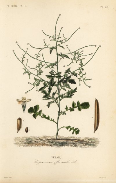Senape selvatica, Sisymbrium officinale da Unbekannt