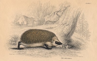 Riccio Erinaceus europeas, 1828 da Unbekannt