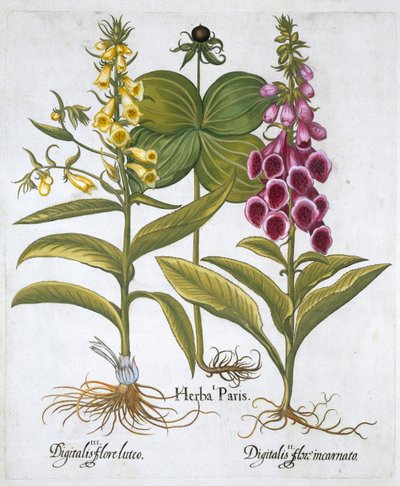 Erba Parigi Solanum quadrifolium, Digitale Purpurea Volpe Comune Digitale Gialla Grande da Unbekannt