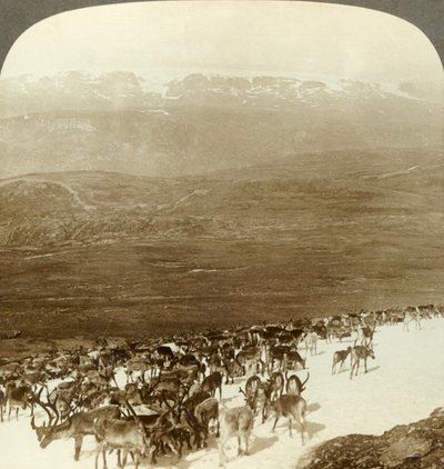 Branco di renne delle terre selvagge del nord e altezze innevate del ghiacciaio di Hardanger, Norvegia, c1905 da Unbekannt