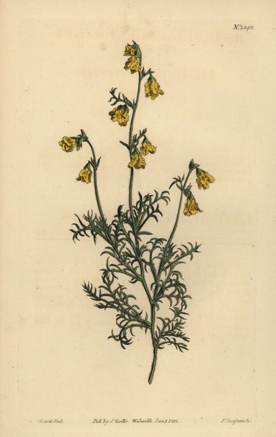 Hermannia confusa (Hermannia tenuifolia) da Unbekannt