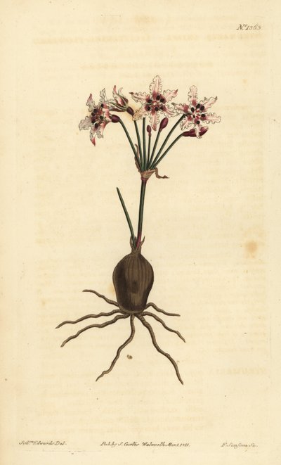 Hessea cinnamomea, Hessea cinnamomea da Unbekannt
