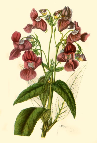 Balsamo dell
