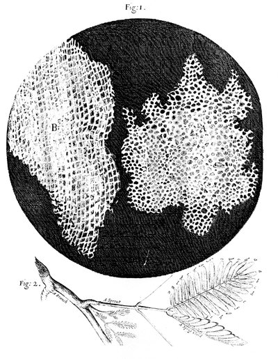 Osservazioni di Hooke sulla struttura cellulare del sughero e un rametto di pianta sensitiva, 1665 da Unbekannt