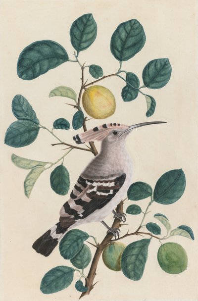 Upupa su ramo di albero di agrumi, c. 1800 da Unbekannt