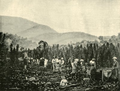 Raccolta del Luppolo in Tasmania da Unbekannt