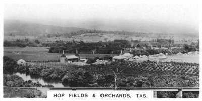 Campi di luppolo e frutteti, Tasmania, Australia, 1928 da Unbekannt