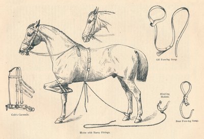 Cavallo con attrezzature Rarey, c1905 c1910 da Unbekannt