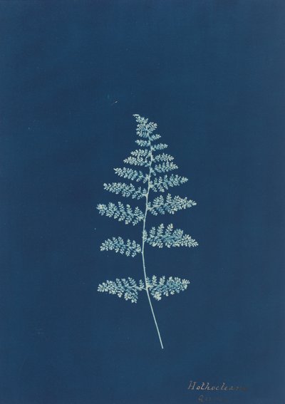 Hothocleana, c. 1850 da Unbekannt