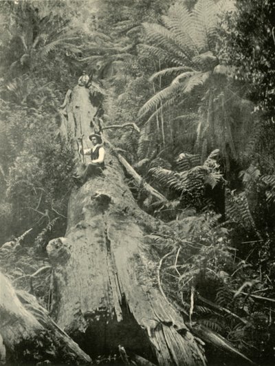 Come sono caduti i potenti, 1901 da Unbekannt