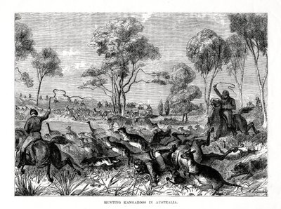 Caccia ai canguri, Australia, 1877 da Unbekannt