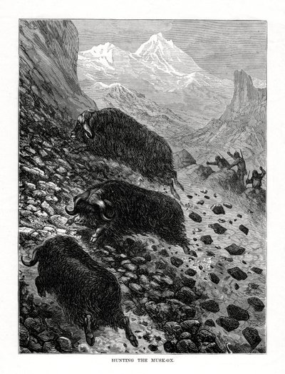 Caccia al bue muschiato, 1877 da Unbekannt