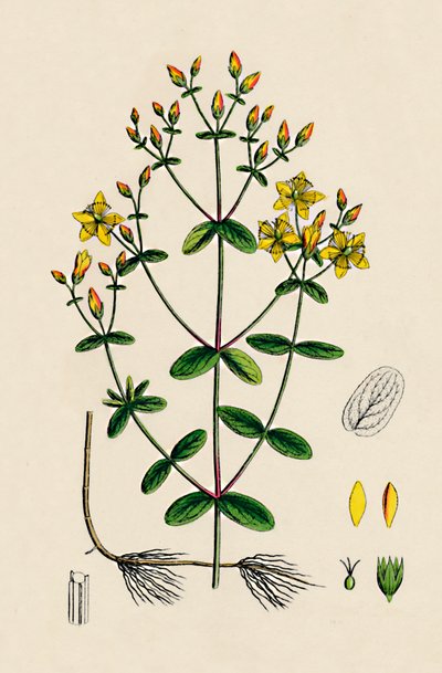 Hypericum Boeticum. Erba di San Giovanni a Foglie Ondulate, 19° secolo da Unbekannt