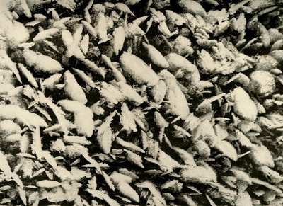 Cristalli di ghiaccio sul tetto del portico della capanna da Unbekannt