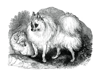 Cane islandese, 1848 da Unbekannt