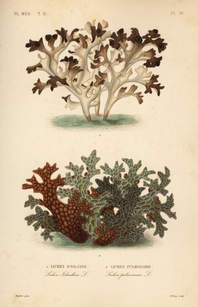 Lichene islandico e lichene polmonario da Unbekannt