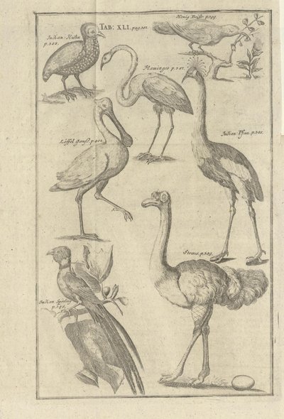 Illustrazione tratta dal libro Descrizione del Capo di Buona Speranza e degli Ottentotti che vi abitano di Kolb, Peter e pubblicato da Peter Conrad Monath (de, 1745) da Unbekannt