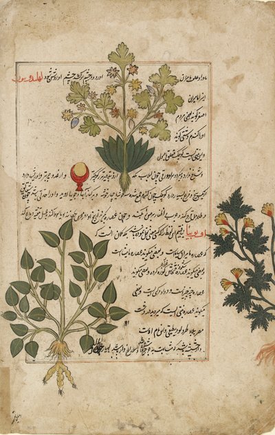 Doppio foglio illustrato raffigurante cardi e altre piante medicinali, 1595 da Unbekannt