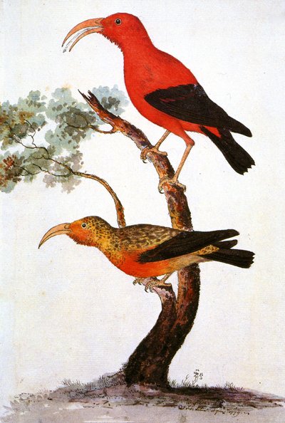 Illustrazione di Iiwi, Iwi, Scarlet honeycreeper, Scarlet Hawaiian Honeycreeper da Unbekannt