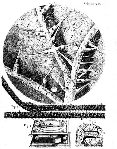 Illustrazioni del microscopista inglese Robert Hooke Micrographia, 1665 da Unbekannt