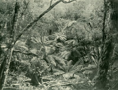 Nelle Dandenong Ranges, 1901 da Unbekannt