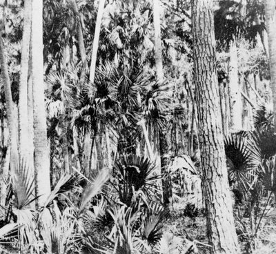 Nella giungla, India, c1900s da Unbekannt