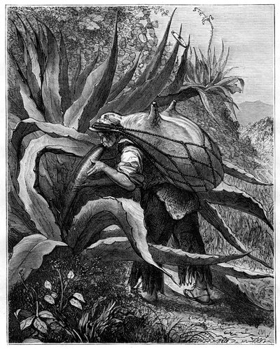 Indiano che estrae pulque, Messico, XIX secolo da Unbekannt