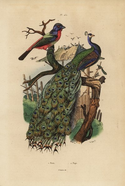 Pavone indiano, Pavo cristatus, e pappagallo, specie Erythrura da Unbekannt