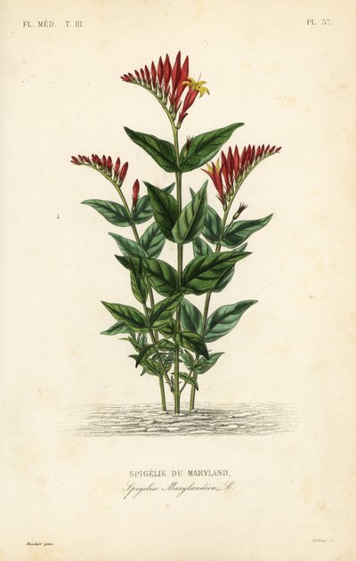 Spigelia del Maryland da Unbekannt