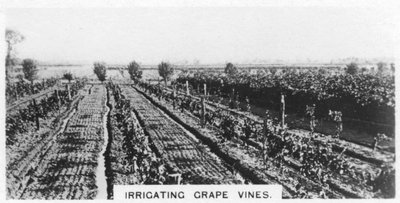 Irrigazione delle viti, Australia, 1928 da Unbekannt