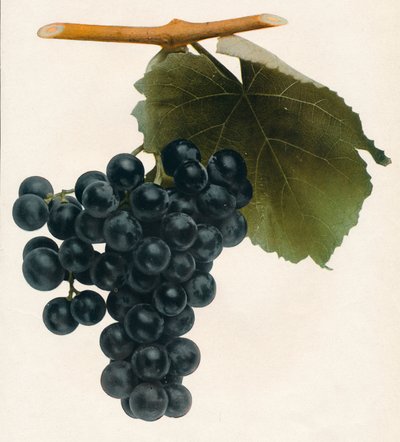 Isabella, 1908 da Unbekannt