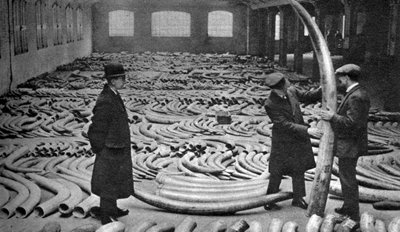 Spedizione di avorio, Royal Albert Dock, Londra, 1926-1927 da Unbekannt