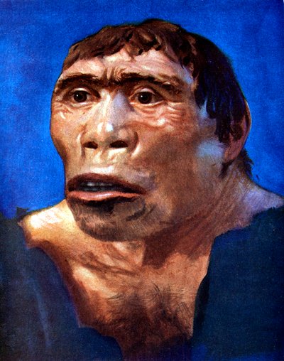 Uomo di Giava Pithecanthropus erectus da Unbekannt