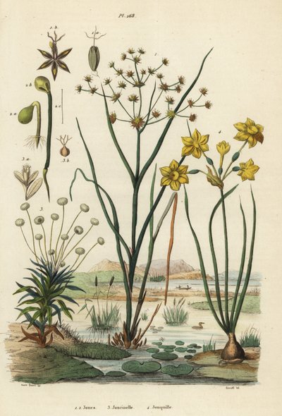 Giunco articolato, Juncus articulatus 1, giunco rospo, Juncus bufonius 2, pipewort, Paepalanthus dendroides 3, e narciso giunchiglia, Narcissus jonquilla 4 da Unbekannt