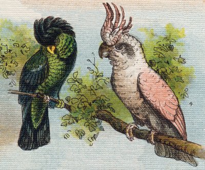 Cacatua da Unbekannt