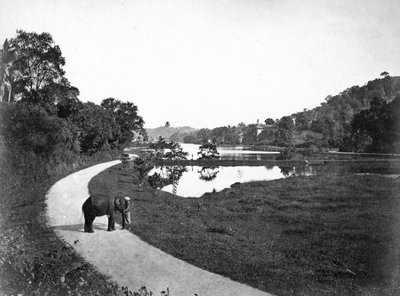 Lago di Kandy, Kandy, Sri Lanka, c1910 da Unbekannt