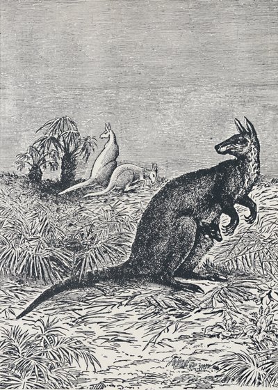 Canguro, 1924 da Unbekannt