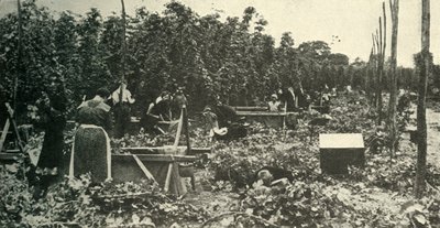 Luppoli del Kent, c1948 da Unbekannt
