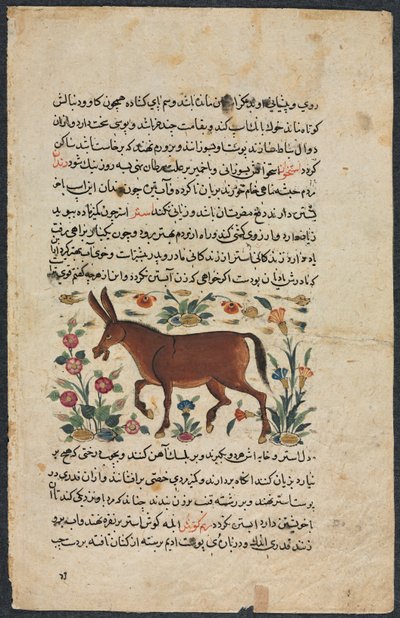 Khar Ass, da un Nuzhat-nama-yi alai Eccellente Libro di Consigli..., 1400s da Unbekannt
