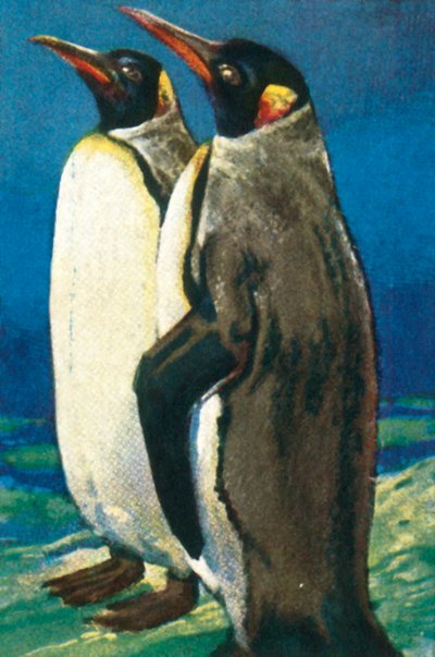 Pinguini reali, c1928 da Unbekannt
