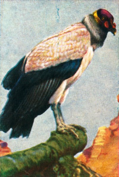 Avvoltoio reale, c1928 da Unbekannt