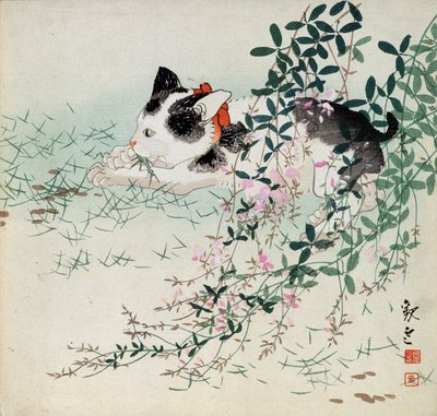 Gattino nell
