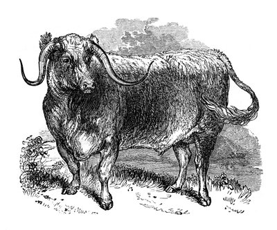 Bue del Lancashire, esemplare delle razze a corna lunghe da Unbekannt