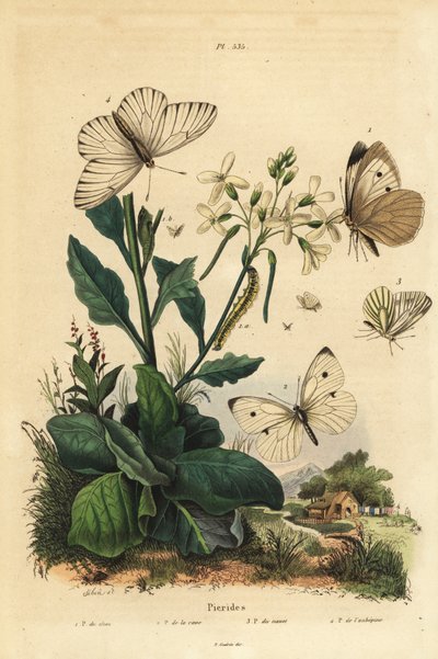 Cavolaia maggiore, Pieris brassicae, cavolaia minore, Pieris rapae, cavolaia venata verde, Pieris napi, e cavolaia venata nera, Aporia crataegi. Farfalle Pieridi da Unbekannt