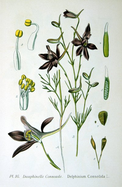Speronella, 1893 da Unbekannt